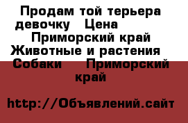 Продам той терьера девочку › Цена ­ 5 000 - Приморский край Животные и растения » Собаки   . Приморский край